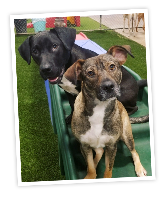 Make A Reservation DogTown USA Saint Augustine