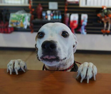 Make a reservation at Dogtown St. Augustine